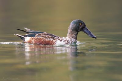 Northern Shoveler - Mestolone (Anas clypeata)