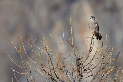 Kestrel - Gheppio (Falco tinnunculus)