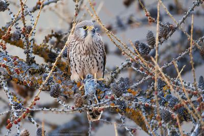 Kestrel - Gheppio (Falco tinnunculus)
