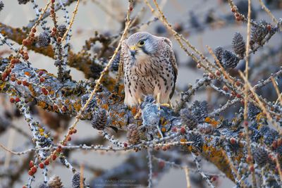 Kestrel - Gheppio (Falco tinnunculus)