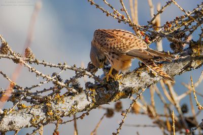 Kestrel - Gheppio (Falco tinnunculus)