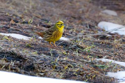 Emberiza citrinella
