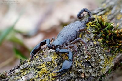 SCORPIONES