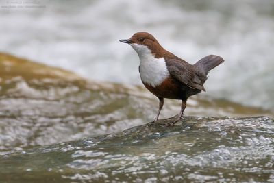 Dipper - Merlo acquaiolo (Cinclus cinclus)