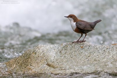 Cinclus cinclus