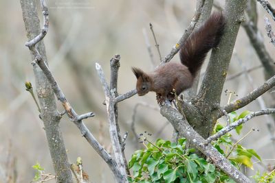 Sciurus vulgaris