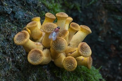 Fungi