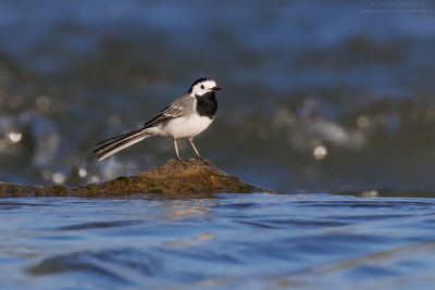 Ballerina bianca - White Wagtail (Motacilla alba)