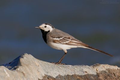 Motacilla alba