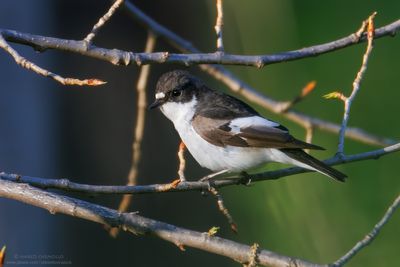 Pied Flycatcher - Balia nera (Ficedula hypoleuca)