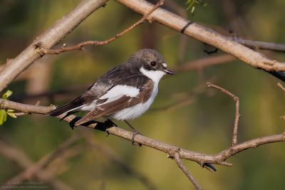 Pied Flycatcher - Balia nera (Ficedula hypoleuca)