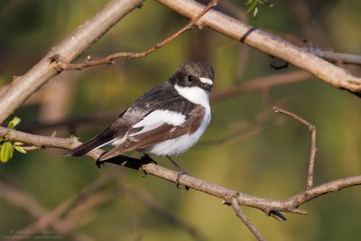 Pied Flycatcher - Balia nera (Ficedula hypoleuca)