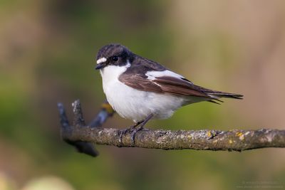 Pied Flycatcher - Balia nera (Ficedula hypoleuca)