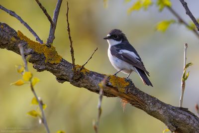 Pied Flycatcher - Balia nera (Ficedula hypoleuca)