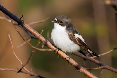 Pied Flycatcher - Balia nera (Ficedula hypoleuca)