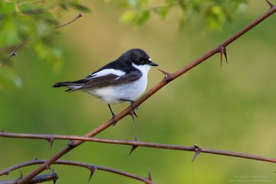 Pied Flycatcher - Balia nera (Ficedula hypoleuca)