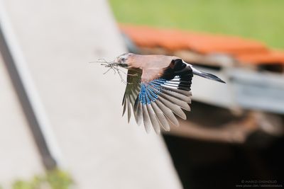 Jay - Ghiandaia (Garrulus glandarius)