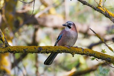 Garrulus glandarius