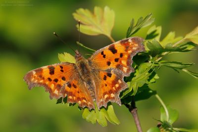 Nymphalidae