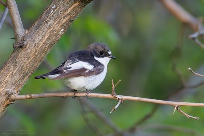Pied Flycatcher - Balia nera (Ficedula hypoleuca)