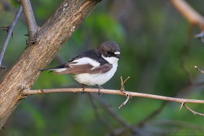 Pied Flycatcher - Balia nera (Ficedula hypoleuca)