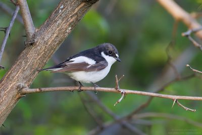 Ficedula hypoleuca