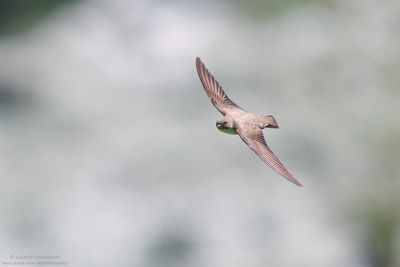 Ptyonoprogne rupestris