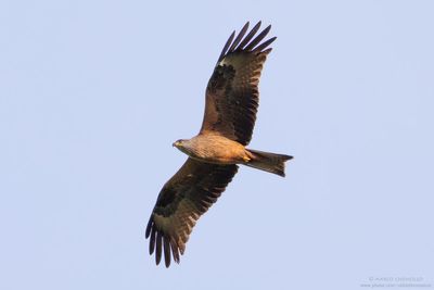 Black Kite - Nibbio bruno (Milvus migrans)