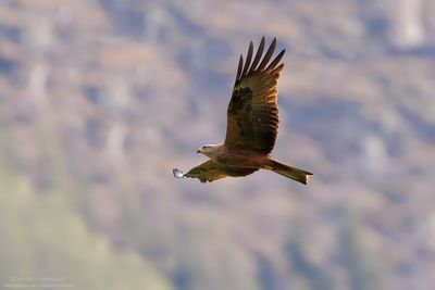 Black Kite - Nibbio bruno (Milvus migrans)