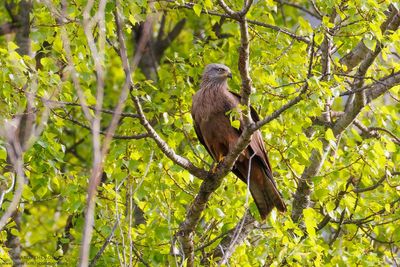 Black Kite - Nibbio bruno (Milvus migrans)