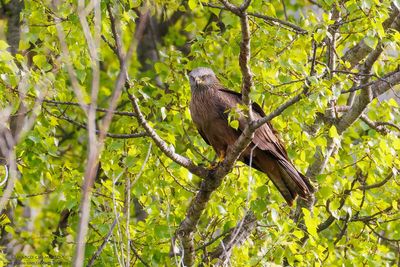 Black Kite - Nibbio bruno (Milvus migrans)
