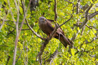 Black Kite - Nibbio bruno (Milvus migrans)