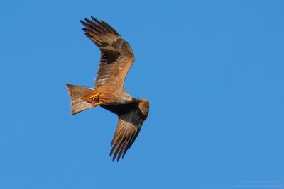 Black Kite - Nibbio bruno (Milvus migrans)