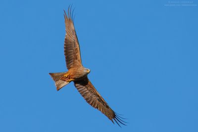 Black Kite - Nibbio bruno (Milvus migrans
