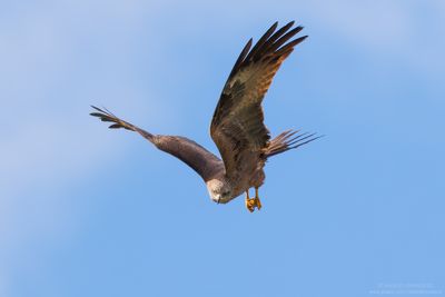 Black Kite - Nibbio bruno (Milvus migrans)
