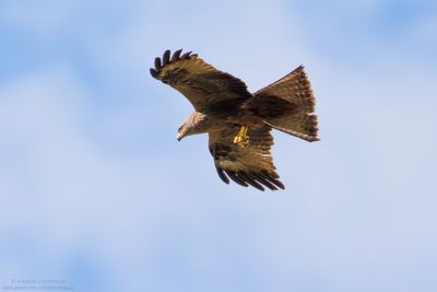 Black Kite - Nibbio bruno (Milvus migrans)
