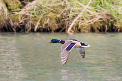 Mallard - Germano Reale (Anas platyrinchos)