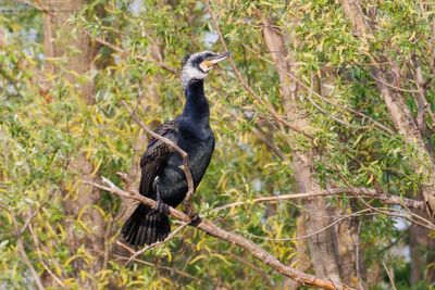 Great Cormorant - Cormorano (Phalacrocorax carbo sinensis)