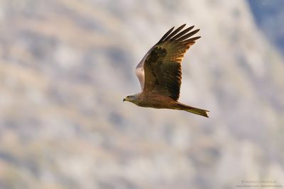 Black Kite - Nibbio bruno (Milvus migrans)