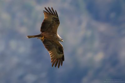 Black Kite - Nibbio bruno (Milvus migrans)