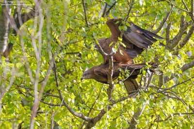 Black Kite - Nibbio bruno (Milvus migrans)