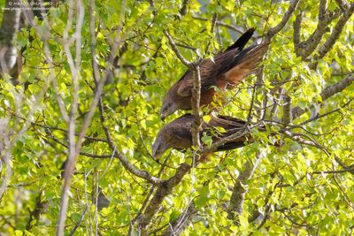 Black Kite - Nibbio bruno (Milvus migrans)