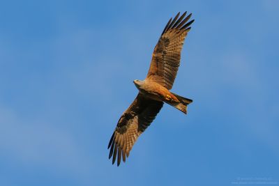 Black Kite - Nibbio bruno (Milvus migrans)