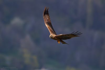 Black Kite - Nibbio bruno (Milvus migrans)