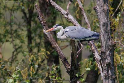 Grey Heron - Airone Cenerino (Ardea cinerea)