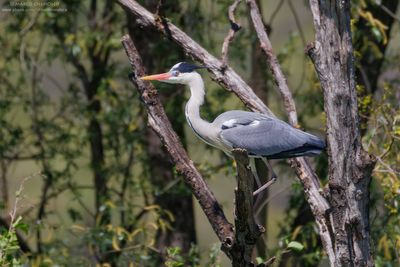 Grey Heron - Airone Cenerino (Ardea cinerea)