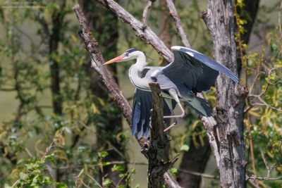 Ardea cinerea
