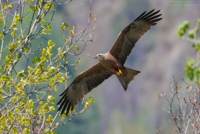 Black Kite - Nibbio bruno (Milvus migrans)