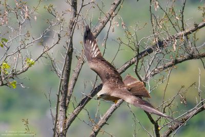 Black Kite - Nibbio bruno (Milvus migrans)