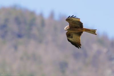 Black Kite - Nibbio bruno (Milvus migrans)